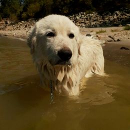 Great Pyrenees All Grown Up from The Yosemite Pyrenees Ranch