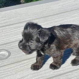 Miniature Schnauzer Puppies from Charlie's Mini Schnauzers