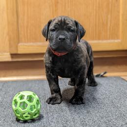 Boerboel Puppies from Askuwheto Boerboels