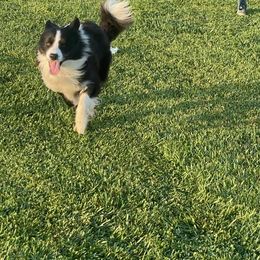 Border Collie All Grown Up from Julio's Border Collies