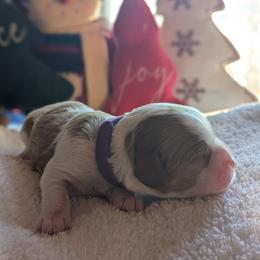 Purple - Blenheim female Cavapoo puppy in Newport, North Carolina from Crystal Coast Cavapoodles