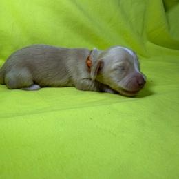 MWM3 cream or red - Cream male Dachshund puppy in Carthage, Texas from Rafter C Ranch Doxies
