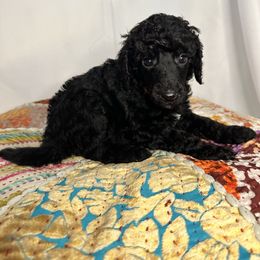 Maple - Black female Poodle puppy in Philadelphia, Pennsylvania from The Stone’s Poodles
