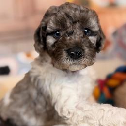 Poppy - Blue merle female Aussiedoodle puppy in Dickerson, Maryland from Pawsome Aussie Doodles and Oodles