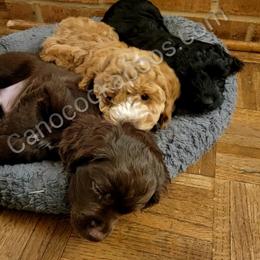 Cockapoo Puppies from Cano Cockapoos