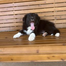 Border Collie Puppies from SoCal/Promise Land Border Collies