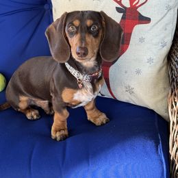 Dachshund All Grown Up from Idaho Dachshunds