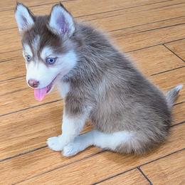 Rouge - Red and white female Pomsky puppy in Charlotte, Michigan from Moore Pomskies