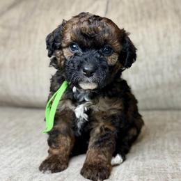 Badger - Sable male Bernedoodle puppy in Lamar, Colorado from Jozlyn’s Pups