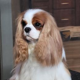 L'Oreal - Cavalier King Charles Spaniel