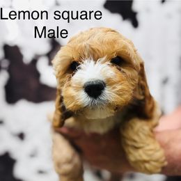 Lemonsquare - Red male Cavapoo puppy in Woodleaf, North Carolina from Circle T Ranch K9s