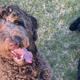 Goldendoodles from Perridoodles