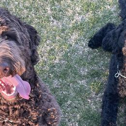 Goldendoodles from Perridoodles