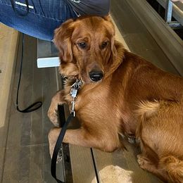Bernedoodles, Goldendoodles, and Golden Retrievers from P&R Productions