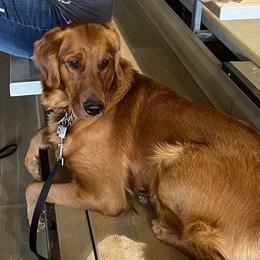 Bernedoodles, Goldendoodles, and Golden Retrievers from P&R Productions