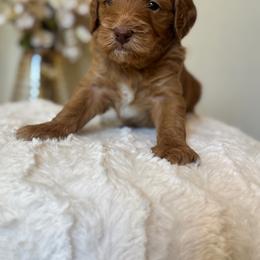 Biscoff - Apricot male Goldendoodle puppy in Caldwell, Idaho from Leila Pearson