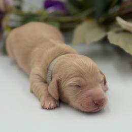 Cream Boy 4300 - Cream male Dachshund puppy in North Branch, Michigan from Doxie View Acres