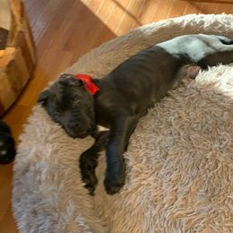 Cane Corso Puppies from Samantha Jackson