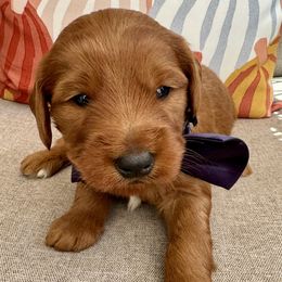 Gravy - Red  male Goldendoodle puppy in Camden, North Carolina from Oopsie Doodles of NC