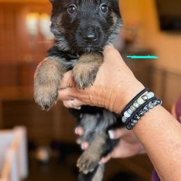 Sequoia (Turquoise) - Black and tan female German Shepherd puppy in New Holstein, Wisconsin from Bolwerk’s 3B Acres