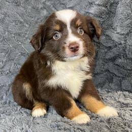 India - Red tri female Miniature Australian Shepherd puppy in Hokes Bluff, Alabama from Alegria Toy Aussies