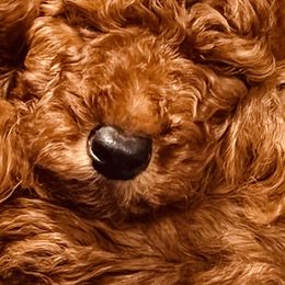 Goldendoodle Puppies from Labradoodleday