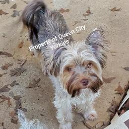 Scarlett - Yorkshire Terrier
