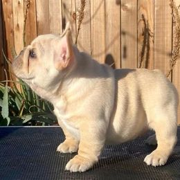 French Bulldog Puppies from Bullpen Frenchies