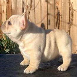 French Bulldog Puppies from Bullpen Frenchies