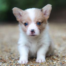 Cheerio - Sable female Pembroke Welsh Corgi puppy in Star City, Arkansas from Say When Corgi Co.