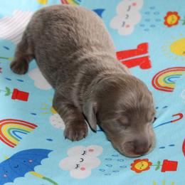 Callan - Fawn (isabella) and tan male Dachshund puppy in Staley, North Carolina from Langley Farms Dachshunds