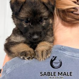 Blue collar male - Sable male German Shepherd puppy in Osco, Illinois from Sonnenhügel Kennel, LLC