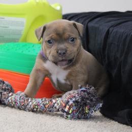Naomi - Blue brindle female American Bully puppy in Easton, Maryland from Night Court Bullies