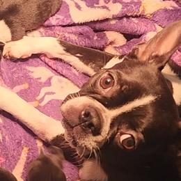 Meadow - Boston Terrier