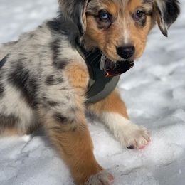 Australian Shepherd Puppies from Aus Cal (Aussies of SoCal)