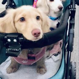 Dachshund Puppies from Meldox