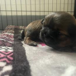 Female 2 - Chocolate and tan female Shih Tzu puppy in Lansing, Michigan from Cherie’s Purebred Shih Tzu’s