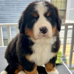 Molly - Black rust and white female Bernese Mountain Dog puppy in Fitzgerald, Georgia from Southern Charm Bernese