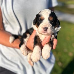 Madden - Tri-color male Bernedoodle puppy in Sugarcreek, Ohio from Cuddly Companion Doodles