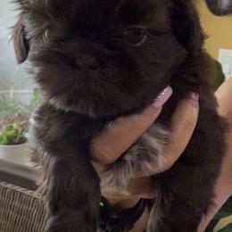 Boy 1 - Chocolate male Shih Tzu puppy in Ocala, Florida from Mimi's Shih-tzus of Ocala