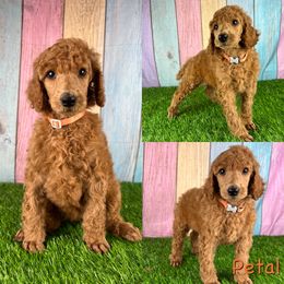 Petal - Red  Poodle puppy in Swansboro, North Carolina from Monarch Standard Poodles