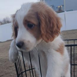 Leo - Parti male Goldendoodle puppy in Pleasant Hill, Iowa from Courtney Nicole's Mal Shihs & Goldendoodles