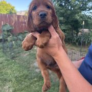 Black-Harry Potter - Mahogany male Irish Setter puppy in Franklin, Idaho from Spring Creek Irish Setters