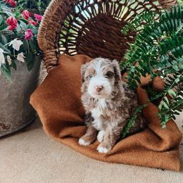 Sunny - female Australian Mountain Doodle puppy in Tryon, North Carolina from Melrose Mountain Farm