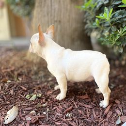 French Bulldog and Labrador Retriever Puppies from Desiree Ortiz's French Bull Dogs and Labrador Retrievers