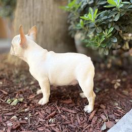 French Bulldog and Labrador Retriever Puppies from Desiree Ortiz's French Bull Dogs and Labrador Retrievers