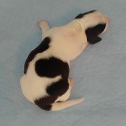 Black and tan pie bald - Piebald male Dachshund puppy in Cedar Rapids, Iowa from Paulassillydogs