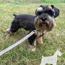 Chico - Black and silver male Miniature Schnauzer puppy in Lufkin, Texas from C&K’s Schnauzer House