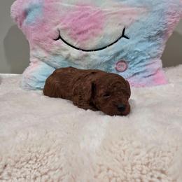 Maple (CKC) - Red  female Poodle puppy in Rainbow City, Alabama from Spinks Poodles