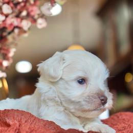 Arlo - Wheaten male Miniature Schnauzer puppy in Montebello, California from Rod Schnauzers
